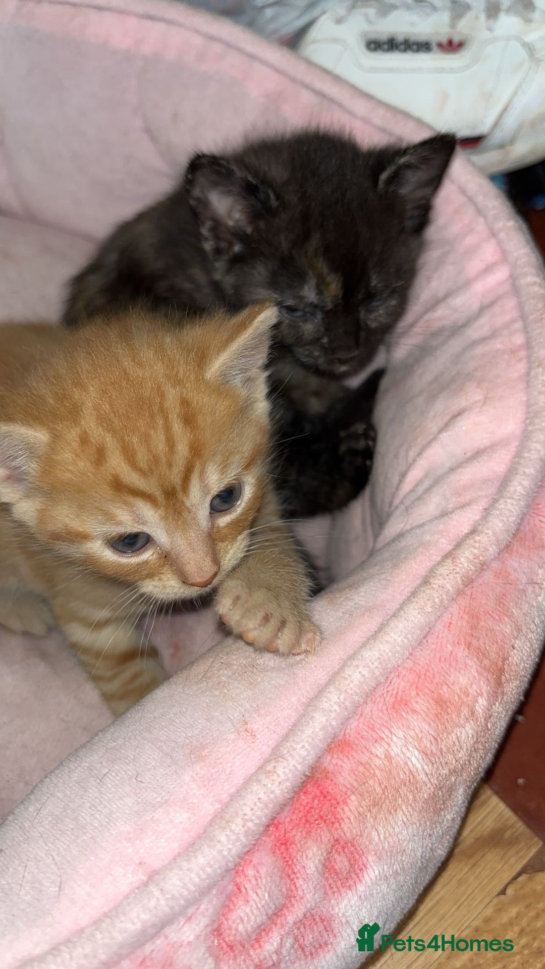 Domestic Shorthair cats for sale: 2 gorgeous kitten for sale  - Image 5