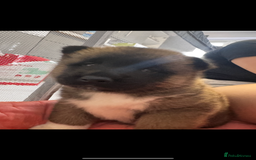 Akita dogs for sale: Bear face American akita  - Image 9