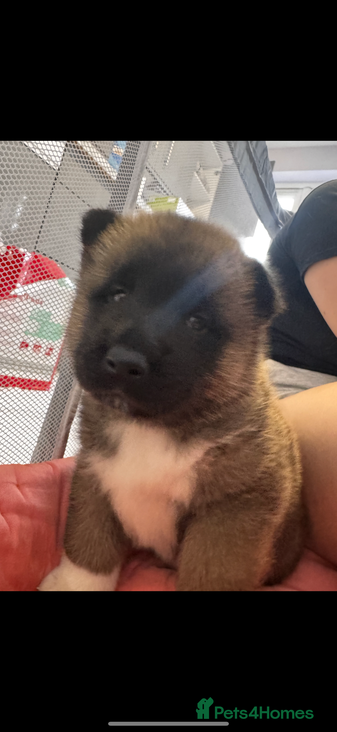 Akita dogs for sale: Bear face American akita  - Image 9