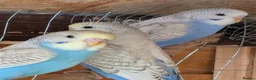 Budgerigars birds for sale: Young budgie - Advert 4