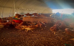 Hens poultry for sale: Hyline Pullets For Sale - Image 2