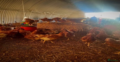 Hens poultry - Advert 12