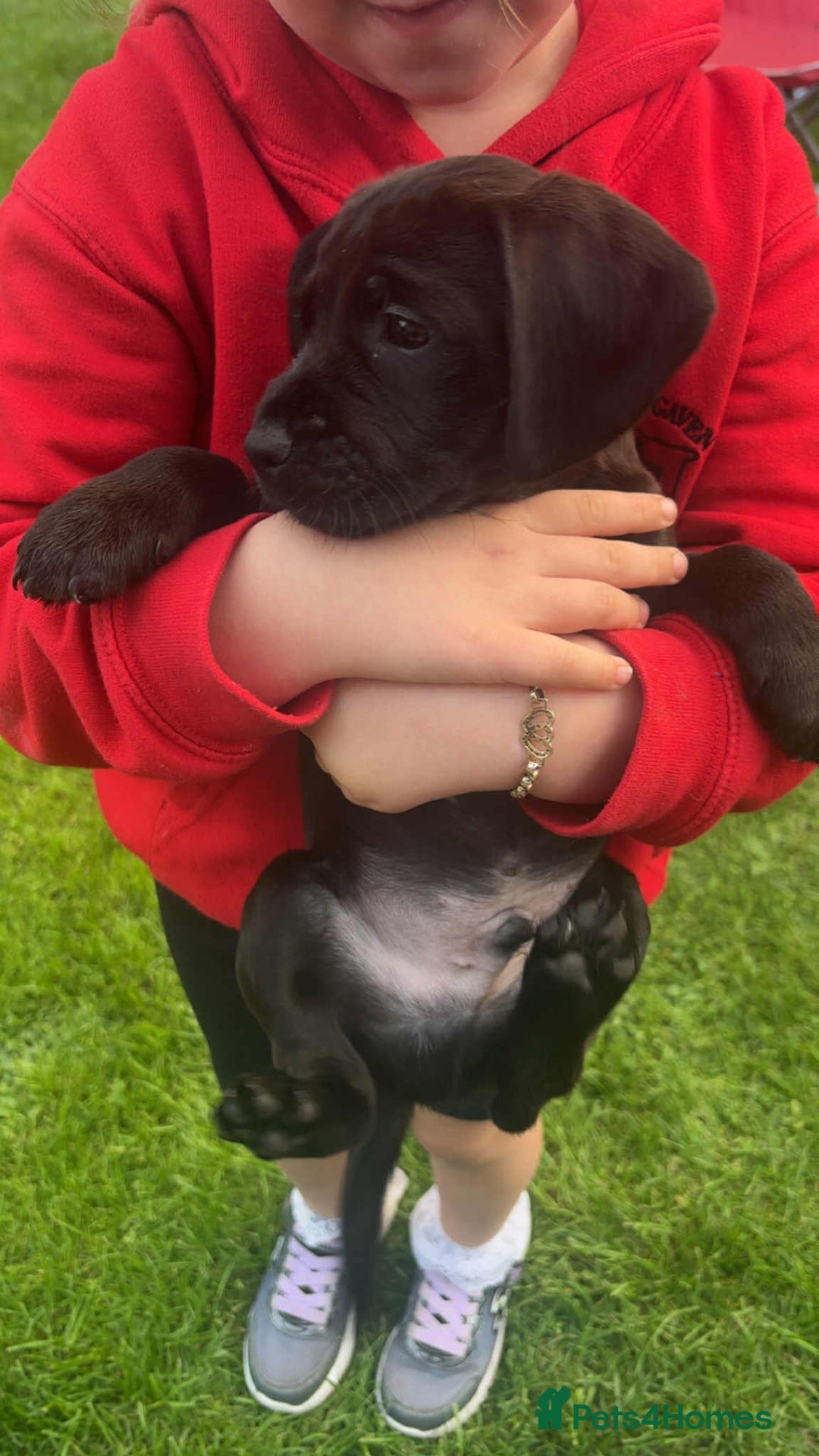 Mixed Breed dogs for sale: Litter of 4 beautiful Cockerdale pups  - Image 2