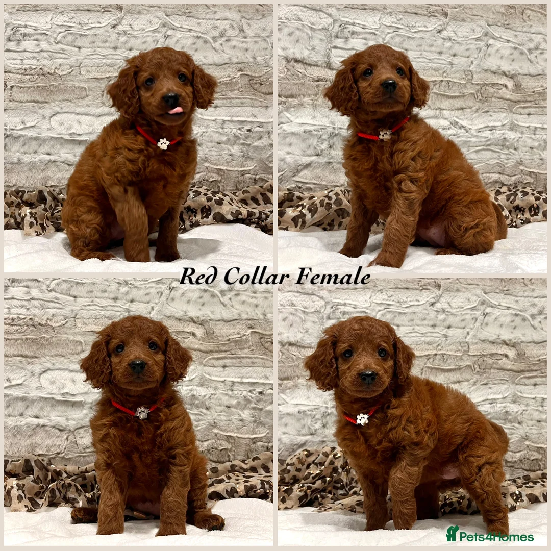 Cockapoo dogs for sale: *Just 2 Puppies Remaining* Stunning Red Cockapoos - Advert 2