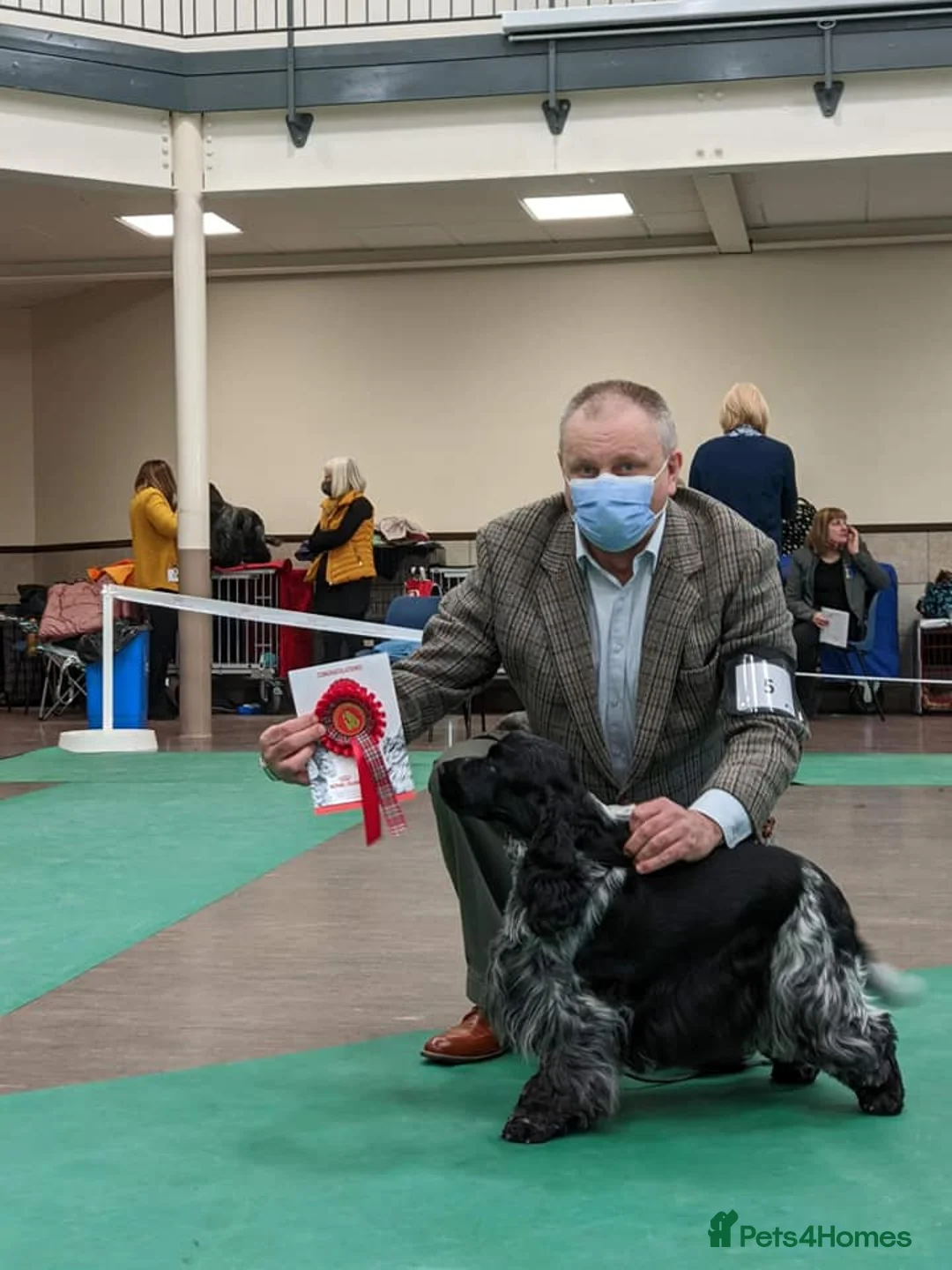 Cocker Spaniel dogs for stud: Show cocker spaniel stud dog  in Leven - Advert 6