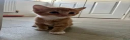 Mixed Breed cats for sale: Ginger male kitten- ready to leave in Calne - Advert 4