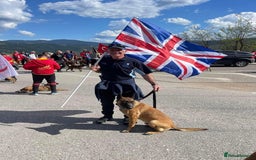 Belgian Shepherd Dog dogs for stud: Stunning Malinois Stud Dog - Image 1