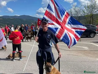 Belgian Shepherd Dog dogs Stunning Malinois Stud Dog - Advert 2