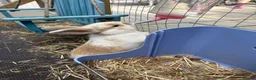 English Lop rabbits for sale: Beautiful bunnies looking for a forever home in Nuneaton - Advert 7