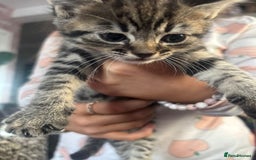 Bengal cats for sale: 3 bengal x cross kittens  - Image 7