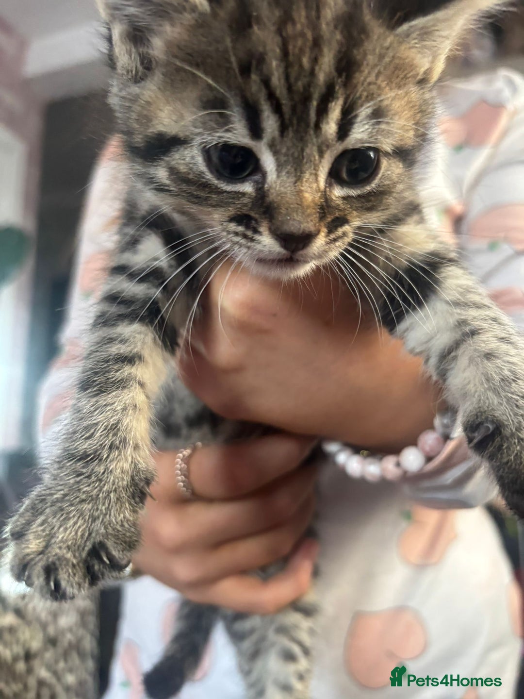 Bengal cats for sale: 3 bengal x cross kittens  - Image 7