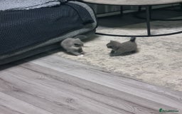British Shorthair cats for sale: Adorable British Shorthair x Persian Kittens  - Image 7
