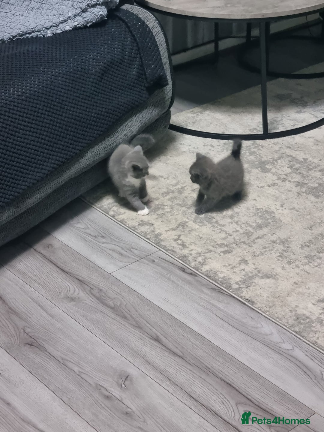 British Shorthair cats for sale: Adorable British Shorthair x Persian Kittens  - Image 7
