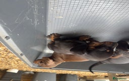 Dachshund dogs for sale: Dachshunds One male and one female black/tan  in Basildon - Image 6