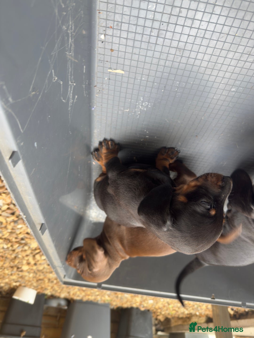 Dachshund dogs for sale: Dachshunds One male and one female black/tan  in Basildon - Image 6