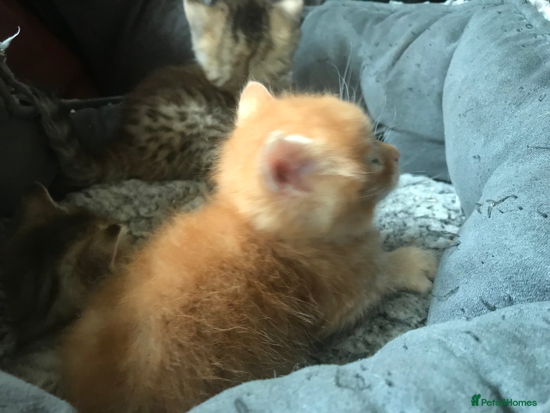 Mixed Breed cats for sale:  Fluffy Ginger Boy & Fluffy Tabby Girl Kitten - Image 11