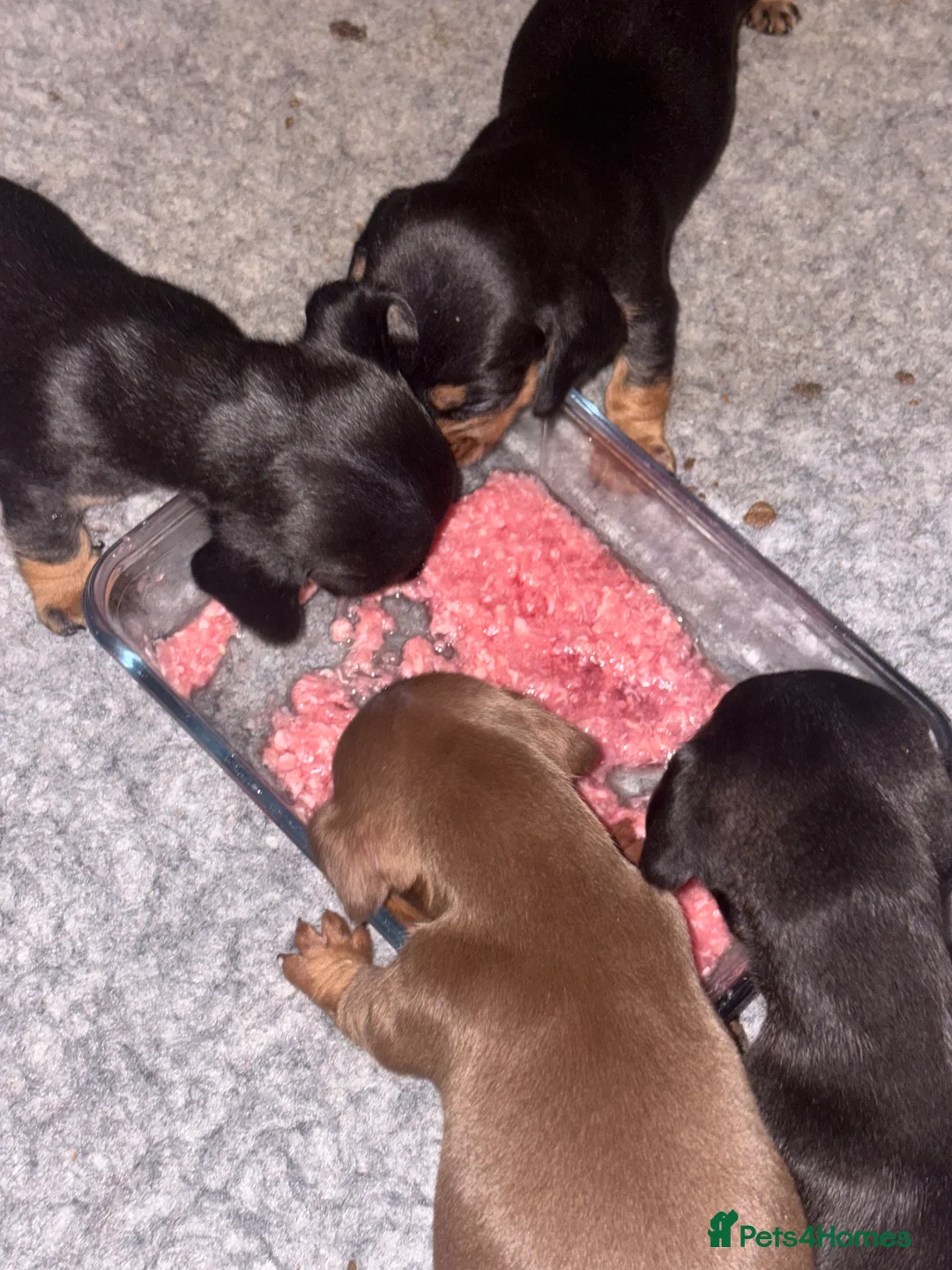 Miniature Dachshund dogs for sale: Pedigree miniature dachshund puppies  - Advert 2