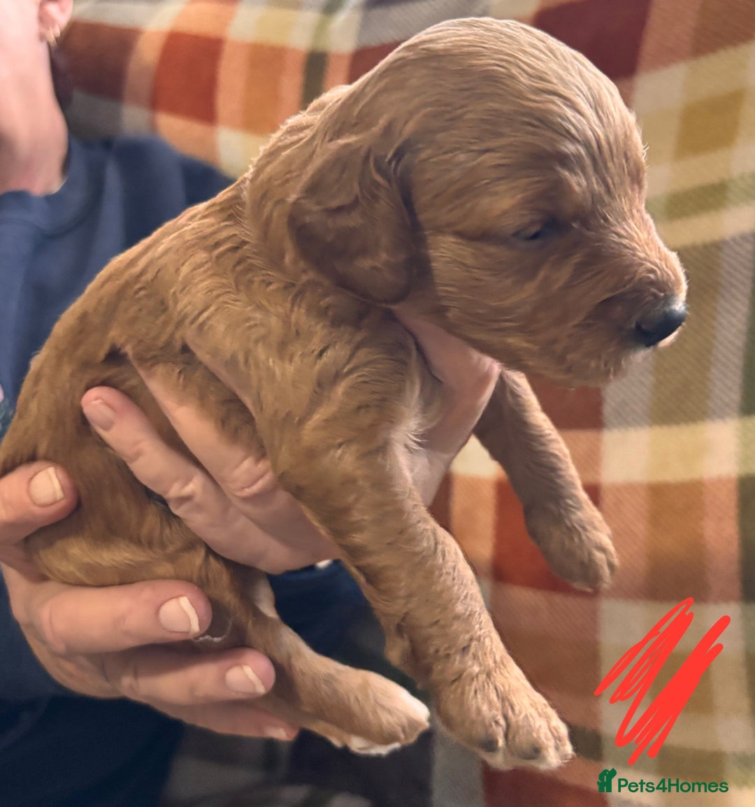 Mini Goldendoodle dogs for sale: ✨Stunning Red/Bronze Golden Doodle Pups ✨ - Advert 12