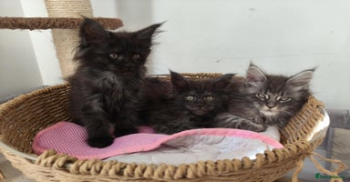 Maine Coon cats - Advert 2