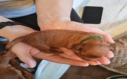 Cavapoo dogs for sale: F1 Cavapoos - HT Parents - Sep Collect - Image 7