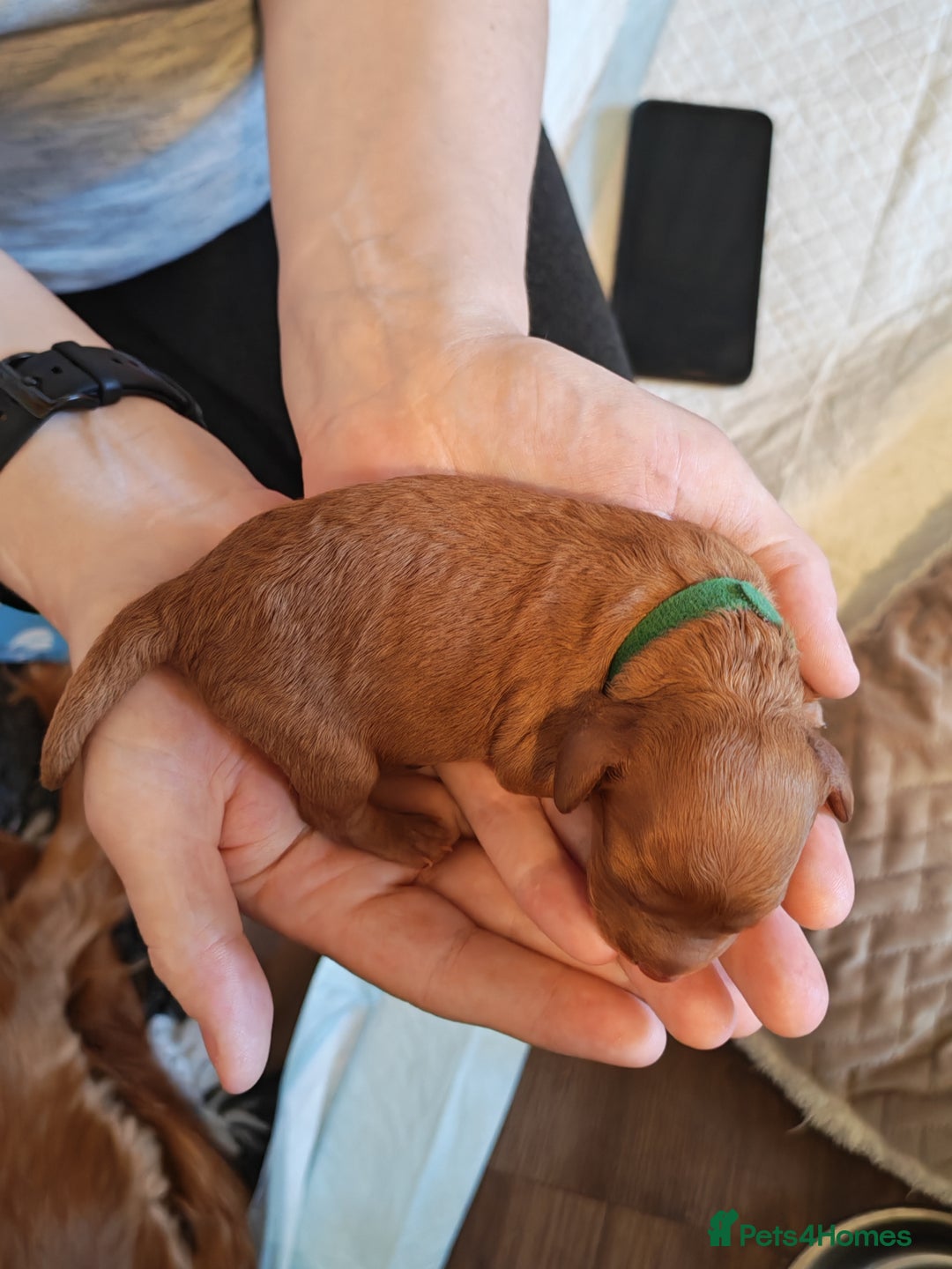 Cavapoo dogs for sale: F1 Cavapoos - HT Parents - Sep Collect - Image 7