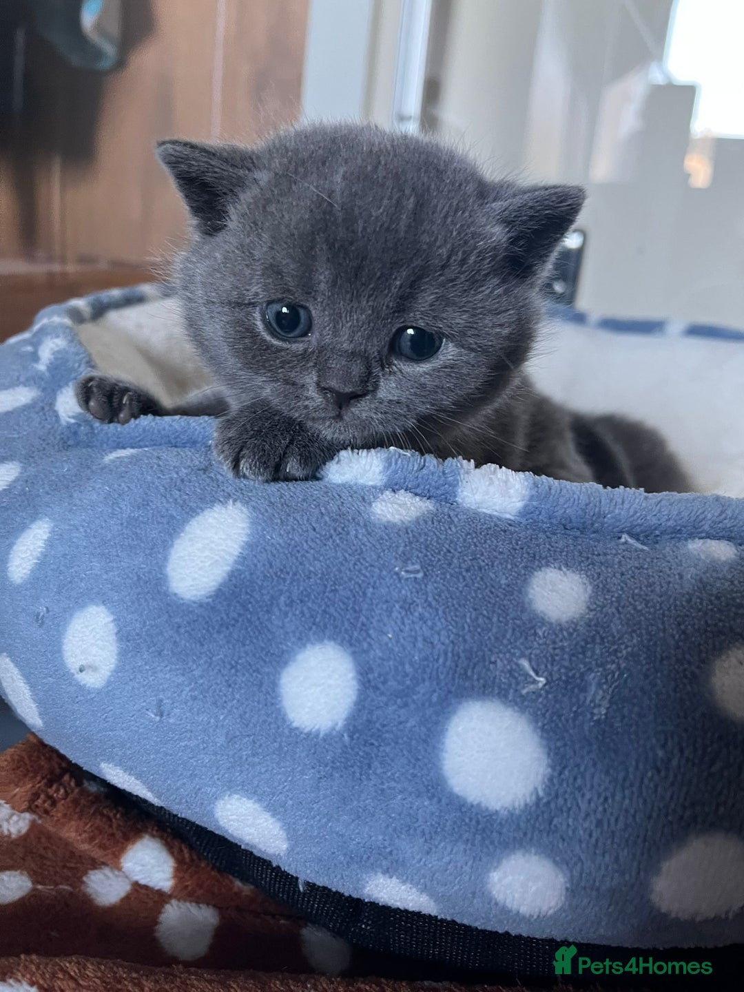 British Shorthair cats for sale: Beautiful GCCF British Shorthair Kittens - Advert 3