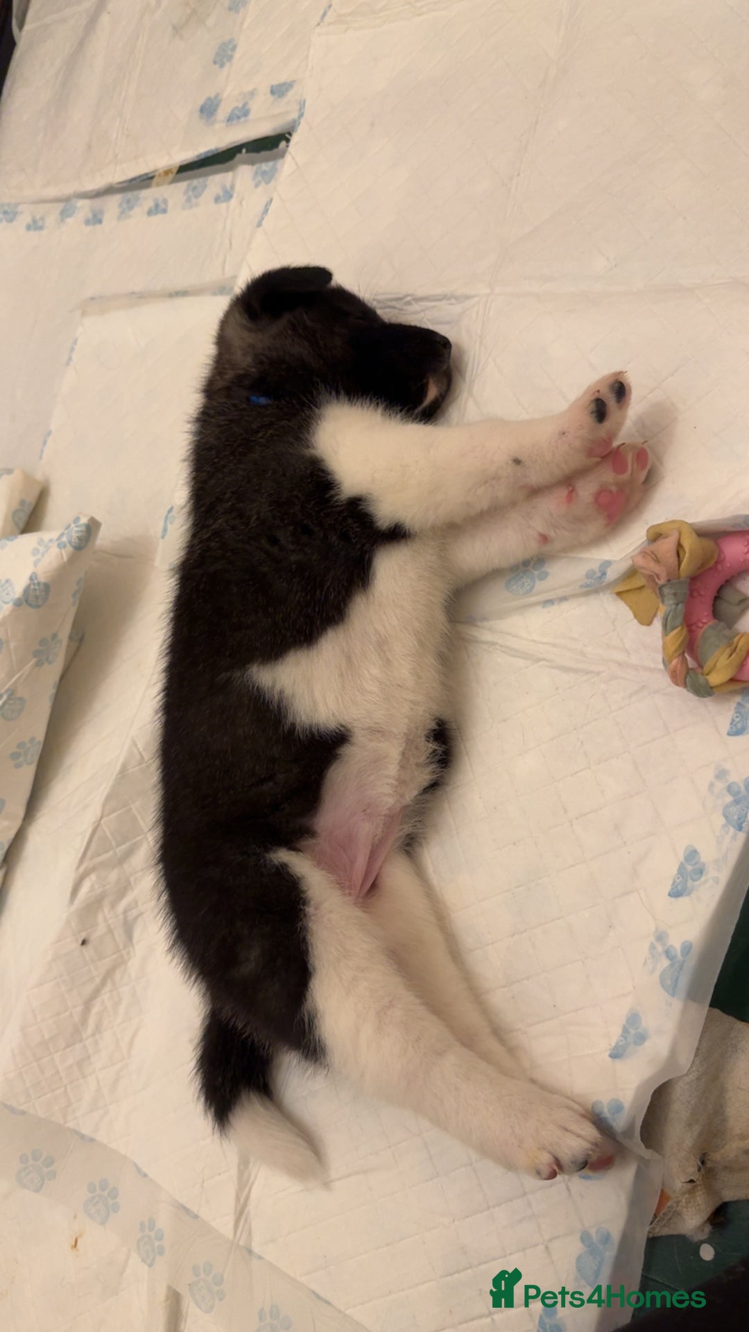 Akita dogs for sale: Black Mask American Akita Puppies - Advert 3