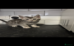 Mixed Breed cats for sale: Maine coon cross Bengal kittens ready now  - Image 10