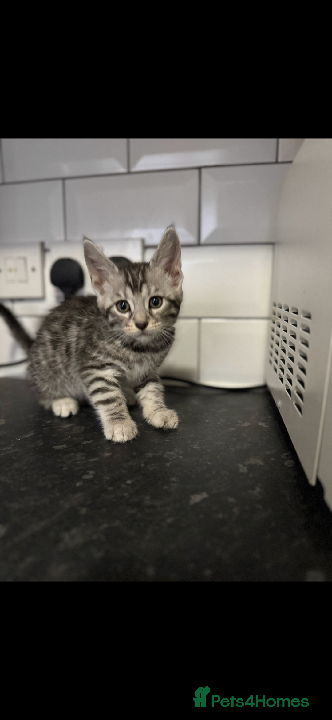 Mixed Breed cats for sale: Maine coon cross Bengal kittens ready now  - Image 10