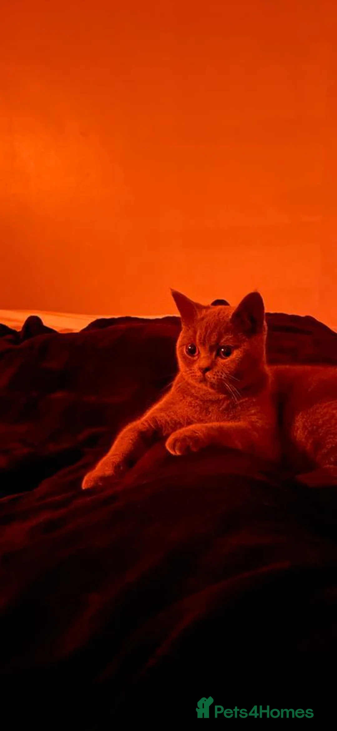 British Shorthair cats for sale: Family Cat For Sale - Advert 2