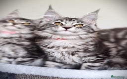 Maine Coon cats for sale: STUNNING XL PEDIGREE MAINE COON KITTENS  - Image 23