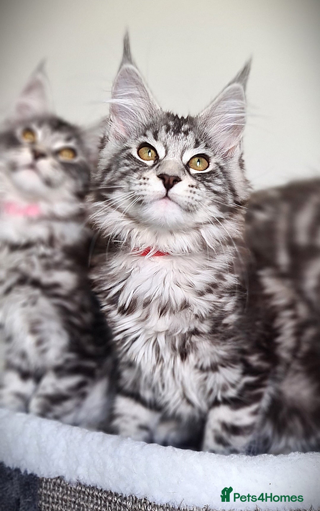 Maine Coon cats for sale: STUNNING XL PEDIGREE MAINE COON KITTENS  - Image 23