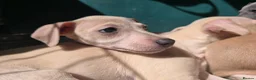 Mixed Breed dogs for sale: ALL SOLD-Italian Greyhound x Whippet - Advert 3