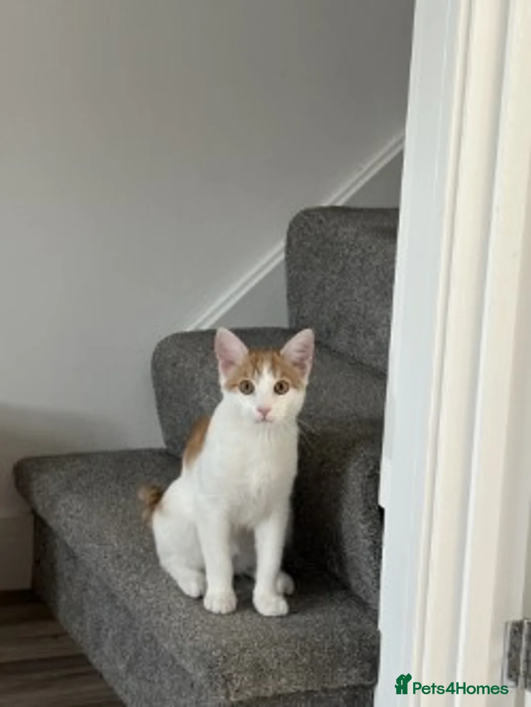 Mixed Breed cats for sale: Beautiful Male Kitten needs Rehoming in Saint Austell - Advert 2