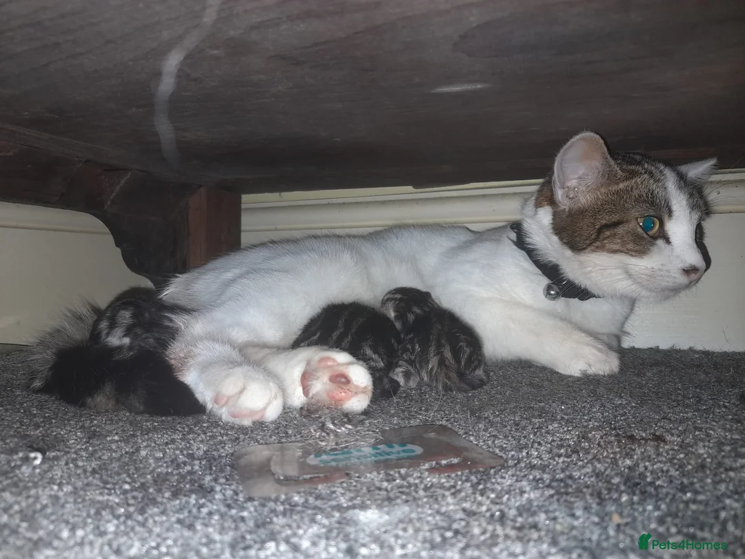 British Shorthair cats for sale: 2 adorable male tabby kittens in Workington - Advert 2