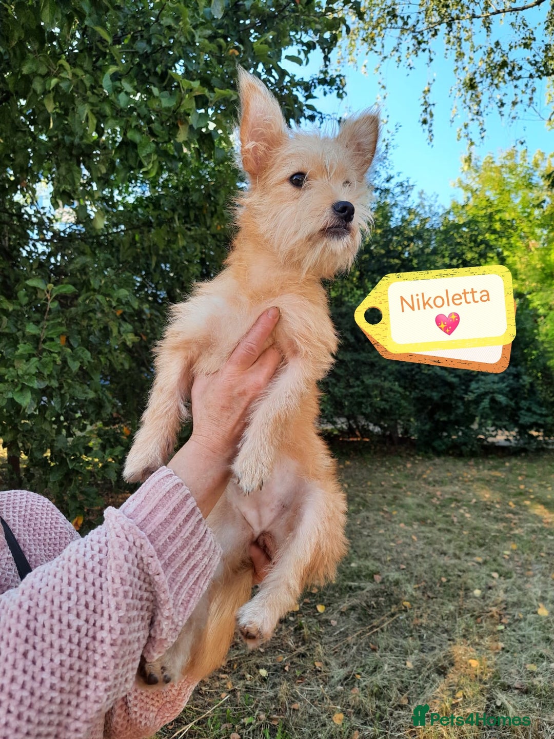 Mixed Breed dogs for adoption: 💖🐶 NIKOLETTA 🐶💖 - Image 2