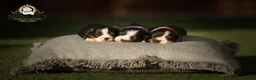 Cavalier King Charles Spaniel dogs for sale: ✨ EXCEPTIONAL CAVALIERS BY DONNA JAY ✨ - Advert 5