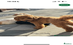 Cavapoo dogs for sale: Gorgeous Puppies ✨🐶 5 in litter Cavapo f1b dog   - Image 11