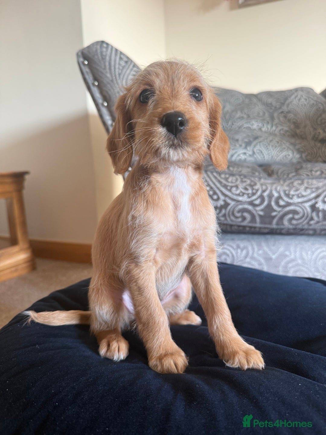 Labradoodle dogs for sale: Unique Stunning miniature doodles - Advert 6