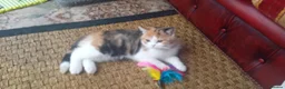 British Shorthair cats for sale: Grand champion sired - Advert 5