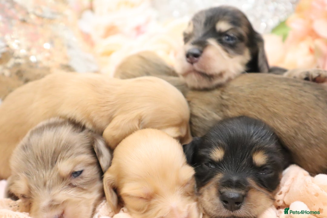 Miniature Dachshund dogs for sale: KC Longhair Miniature Dachshund Puppies - Image 37