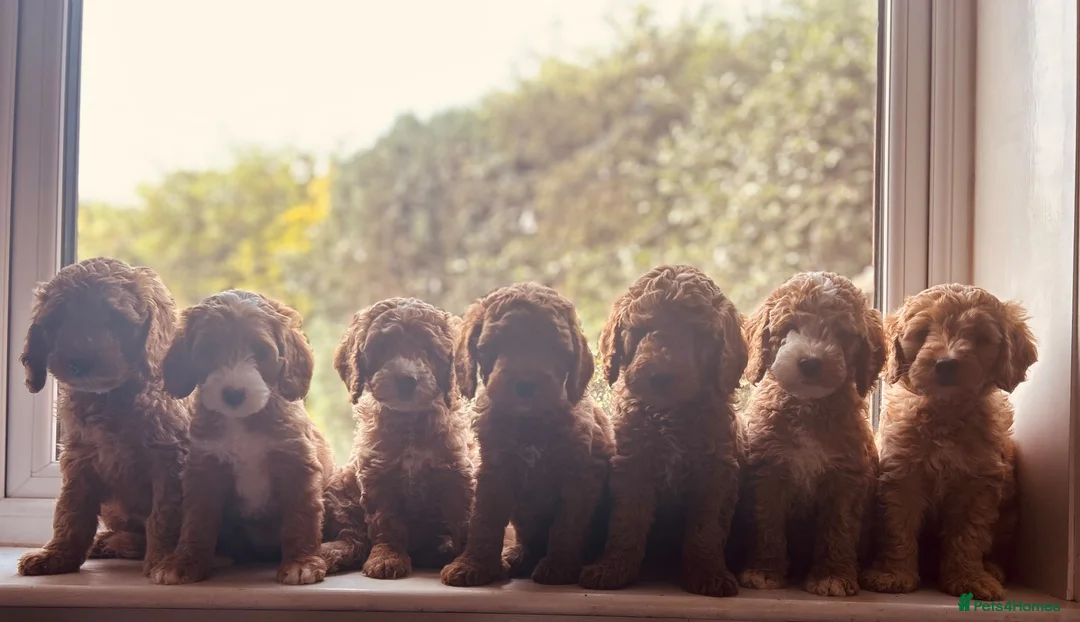 Double Doodle dogs for sale: Gorgeous Australian double doodle puppies - Advert 1