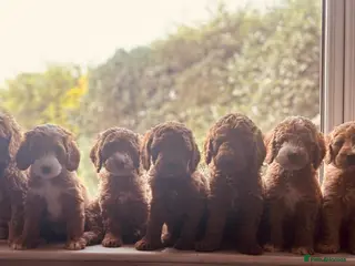 Double Doodle dogs Gorgeous Australian double doodle puppies - Advert 16