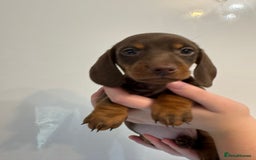 Miniature Dachshund dogs for sale: 🤩 3 Kc mini dachshund 🤩 - Advert 10