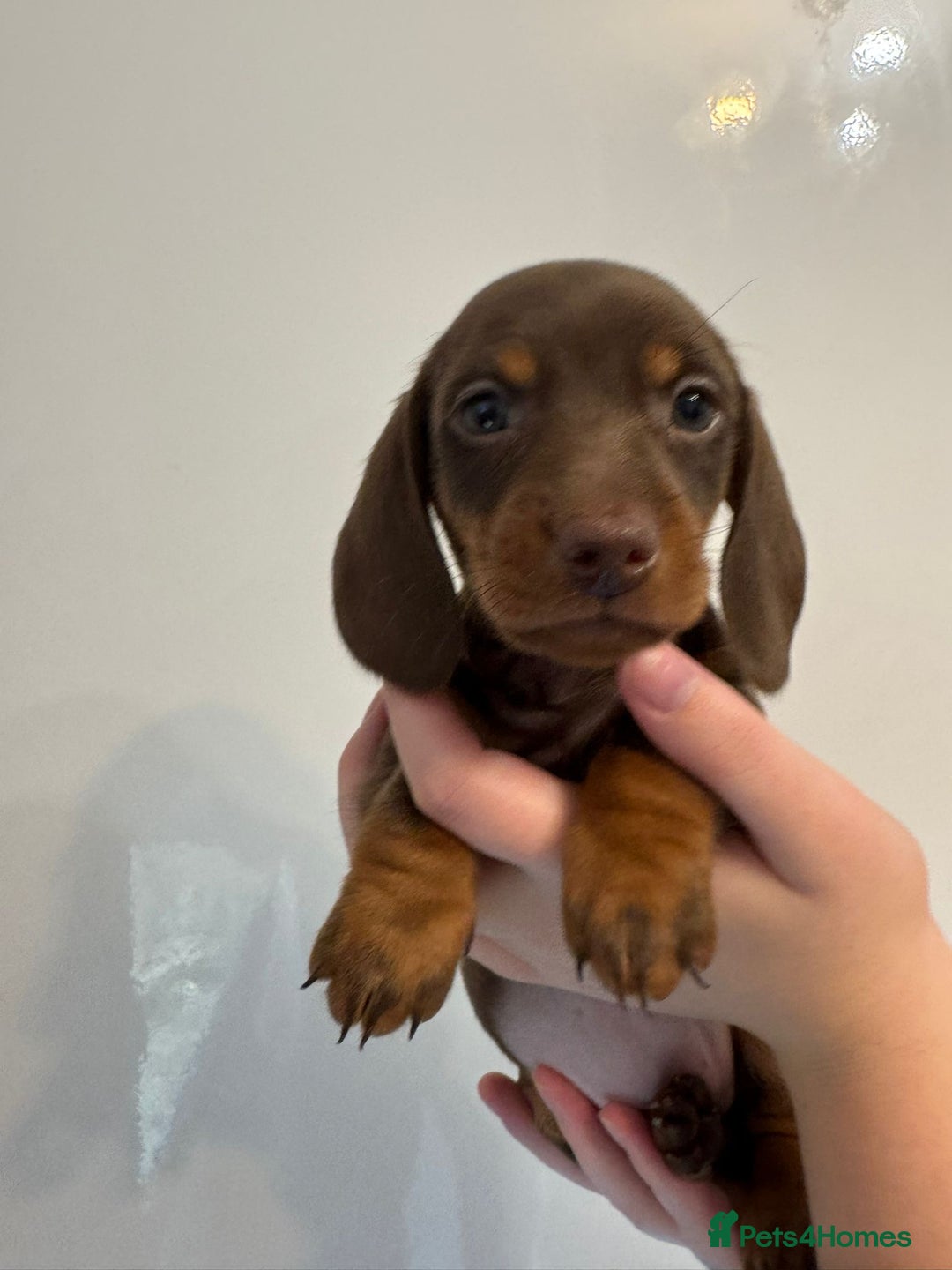 Miniature Dachshund dogs for sale: 🤩 3 Kc mini dachshund 🤩 - Advert 10