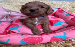Cavapoo dogs for sale: Outstanding Red F1 cavapoo puppies H/C DNA CLEAR - Image 1