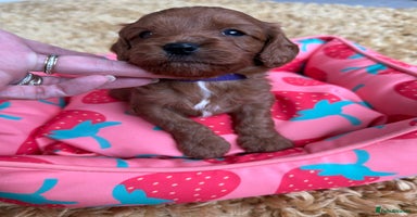 Cavapoo dogs - Advert 13