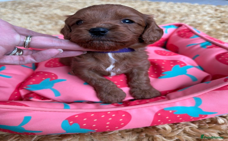 Cavapoo dogs - Advert 6