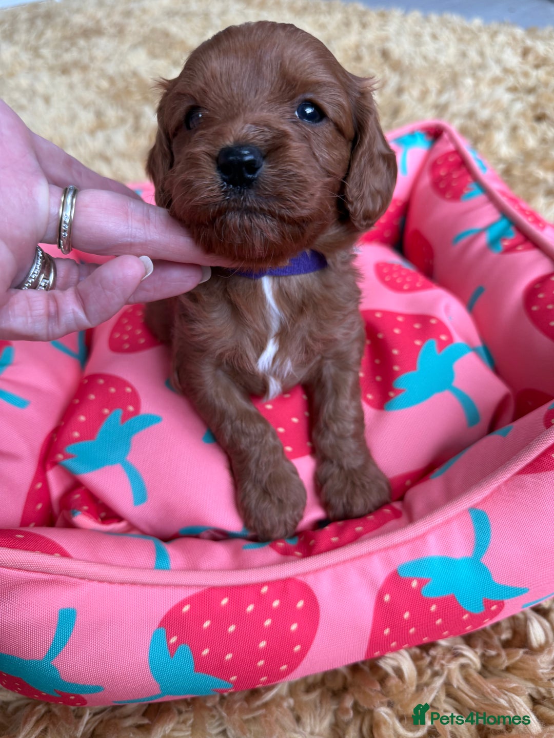 Cavapoo dogs for sale: Outstanding Red F1 cavapoo puppies H/C DNA CLEAR - Image 1