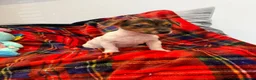 Jack Russell dogs for sale: Stunning Jack Russel pups ready to go  - Advert 10
